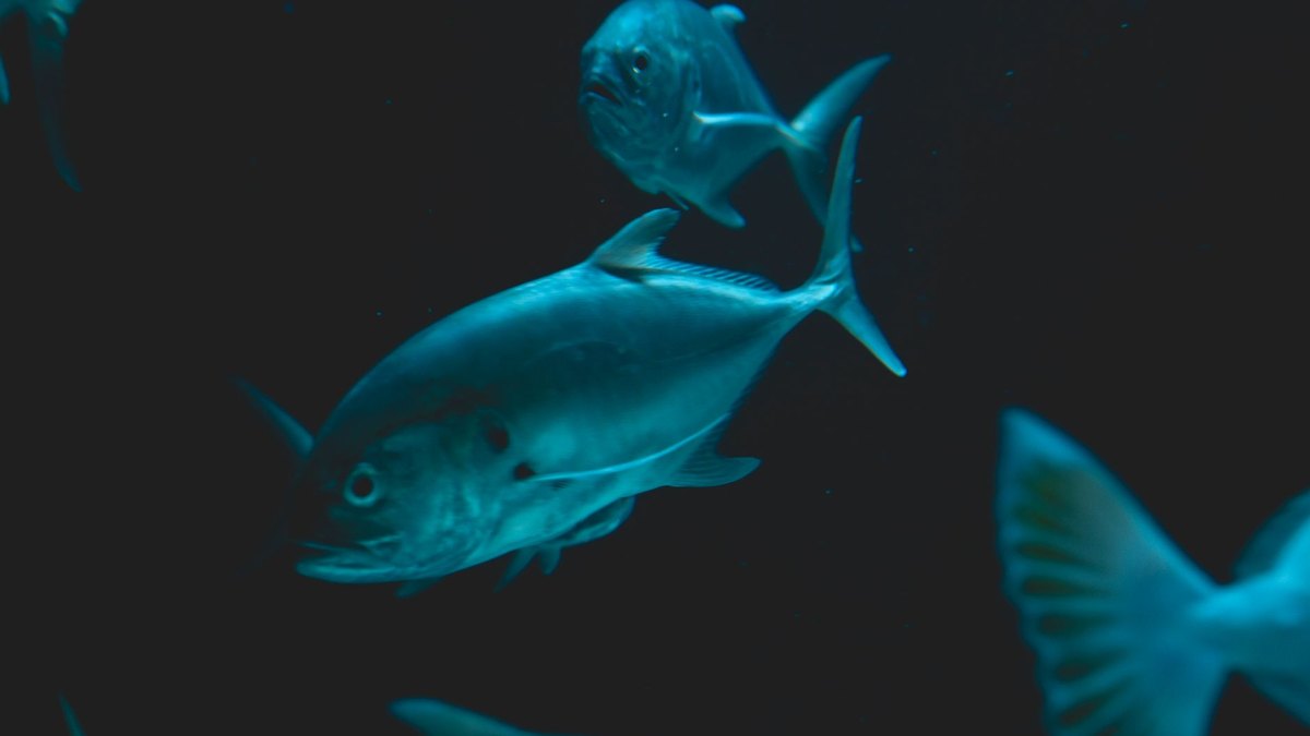 The Bloop: The Underwater Sound That Puzzled Scientists for Years