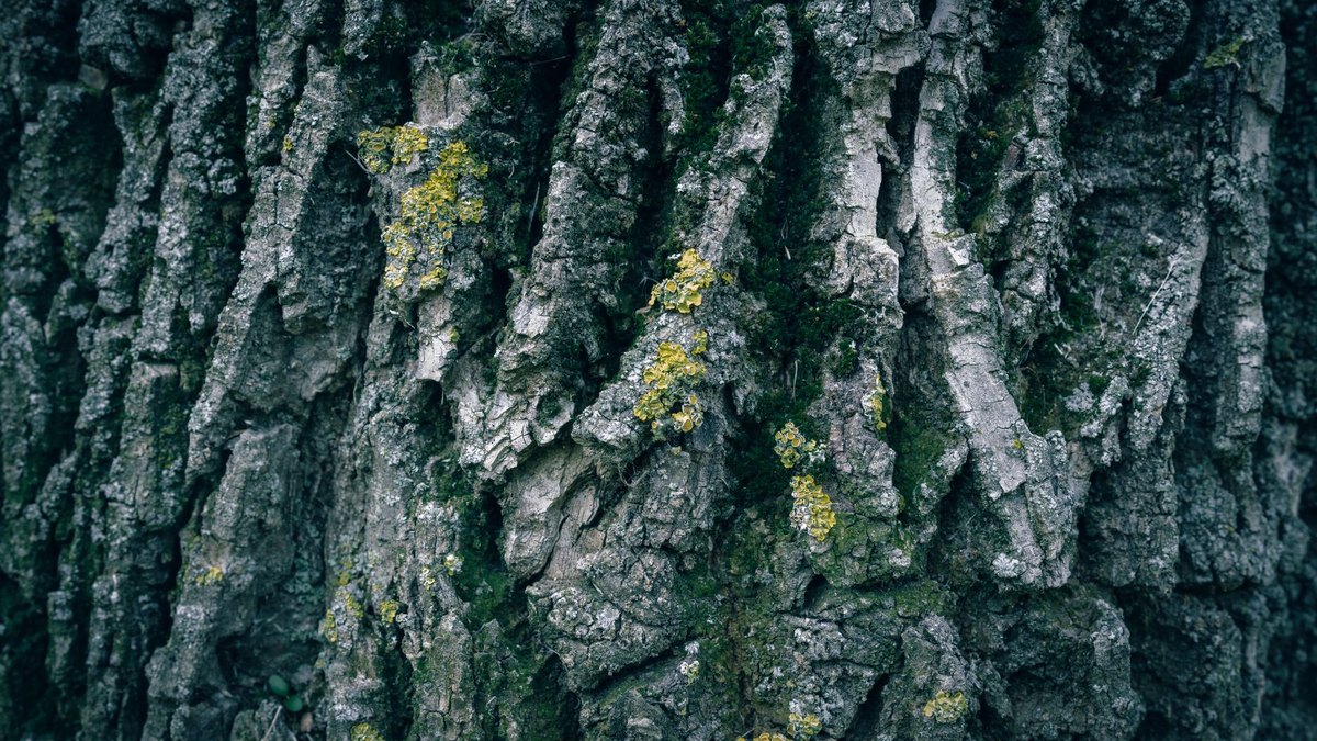 The Lost Colony of Roanoke: The Word Carved in a Tree
